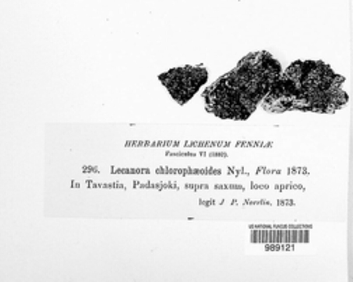 Lecanora chlorophaeoides image
